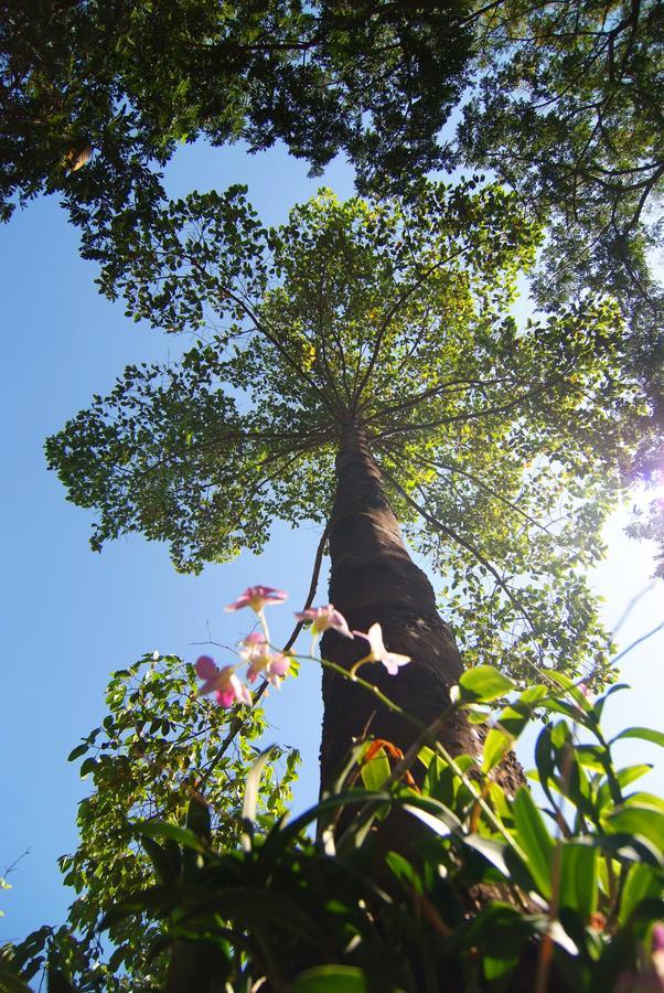 Tree House Hotel Sisaket Exterior foto